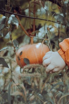 a child's hand points to a ripe pumpkin