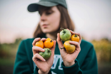 Woman gathering ripe tomatoes in the garden