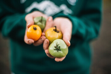Woman gathering ripe tomatoes in the garden
