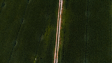 Aerial view of a road surrounded by cornfields