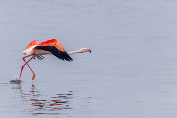 Greater Flamingo ( Phoenicopterus ruber roseus) flying, Walvis bay, Namibia.