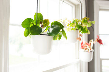 Three Potted Houseplants Hanging in a Sunny Window - obrazy, fototapety, plakaty