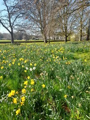 spring in the park