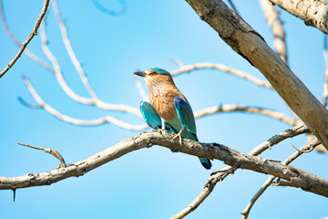 Indian Roller sitting on a tree