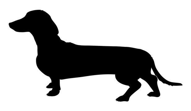 silhouette of a dachshund breed dog