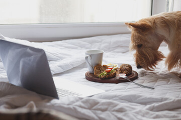 Scottish Terrier dog sniffing breakfast of his mistress on the bed