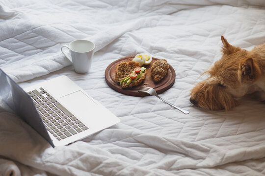 Scottish Terrier Dog On Bed Next To Laptop And Healthy Breakfast