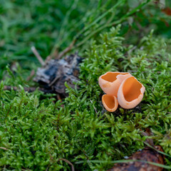Aleuria aurantia fungus, also known as the orange peel mushroom	