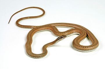 Forskals Sandrennnatter // Schokari sand racer (Psammophis schokari)