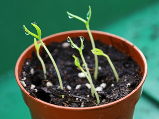 freshly sprouted chili seeds in pot in mini greenhouse, chili seedling cultivation at home