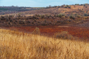 beautiful wild landscape, late autumn, colorful dry grass and trees, cloudy weather