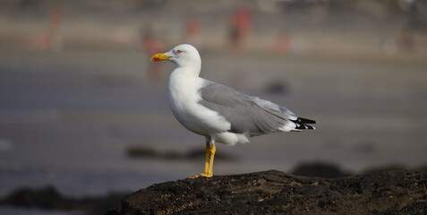 Obraz premium Beautiful seagull in foreground on a rock of the coast and unfocused background