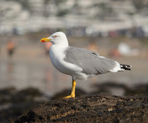 Close-up of beautiful seagull on a rock at low tide and blurred  background