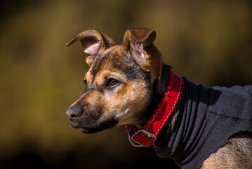 PERRITA HEMBRA PEQUEÑA JUGUETONA POSANDO 
