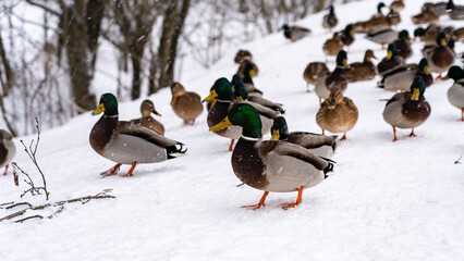 Ducks in the city park walk in the snow