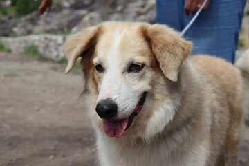 Fototapeta premium golden retriever dog