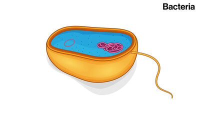 Bacteria or microbe cross section illustration in white background.