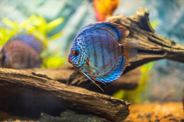 Beautiful view of gorgeous tiger Turks discus aquarium fish. Sweden