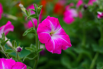 A close up of a Rose Morn Petunia, Single Grandiflora, rose pink and white flowers, blooms from spring to summer.
