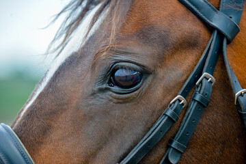 Close up shot of bay horse tacked up in leather bridle ready to go out for a ride.