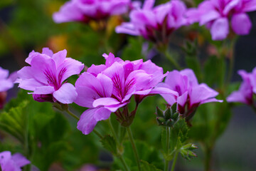 Close up of Pelargonium - Geranium - 'Purple Unique'. An evergreen perennial with large magenta to purple-pink flowers. Blooms throughout summer and also has scented leaves.