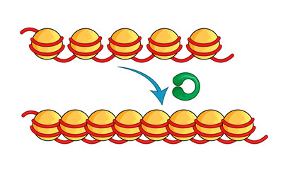 Chromatin modification for gene silencing in molecular biology illustration.