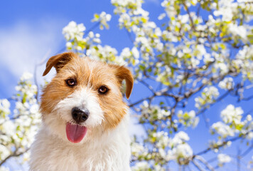 Happy cute pet dog puppy smiling, panting. Flowers and sky in the background. Springtime, spring forward, easter concept.