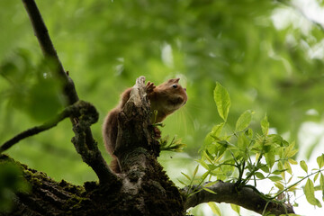 Eichhörnchen sitzt in Baumkrone