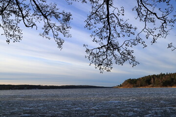 Sea landscape. Ice at the lake. Dark branches for silouette. One day in January. Stockholm, Sweden, Europe.