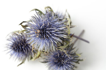 Large purple thistle flowers on a white background. Selective focus