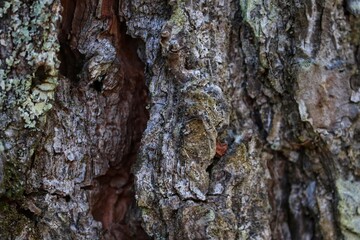 Photograph of a part of the trunk of a tree.