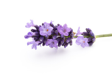 Lavender flowers on a white background.