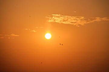 Bright colorful sunset sky with rays of sunlight and flock of birds flying against setting sun