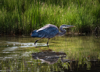Blue Heron