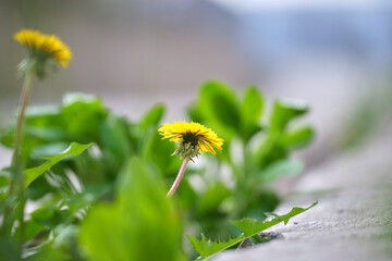 Grass weed with yellow dandelion flowers growing through sidewalk crack on city street. Road...