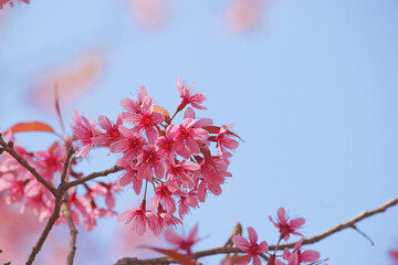 Phaya Suea Krong flower in the north of Thailand