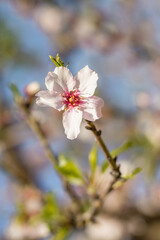 Isolated almond blossom on a sunny day. Macro details of beautiful flower with white petals and pink filaments. Branches and green leaves in blur background with blue sky. Selective focus.