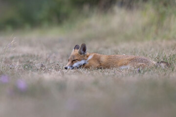 Red fox on a meadow, in Italy, Abruzzo
