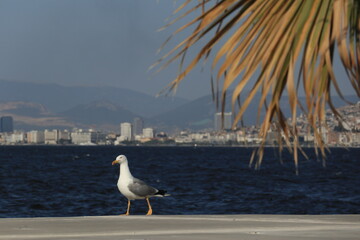 Gulls, or colloquially seagulls, are seabirds of the family Laridae in the suborder Lari.
