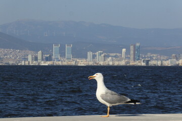 Gulls, or colloquially seagulls, are seabirds of the family Laridae in the suborder Lari.