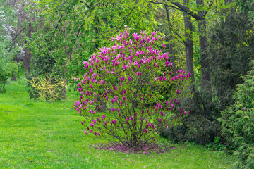 Magnolia tree on a spring rainy day