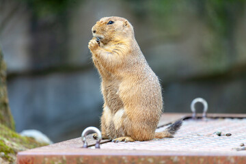 a single black-tailed prairie dog portrait