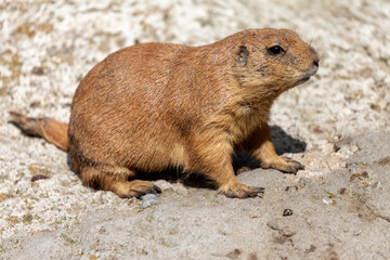a single black-tailed prairie dog portrait