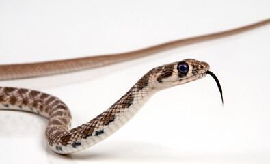 Rogers' Racer // Andersons Pfeilnatter, Rogers Renner (Platyceps rogersi)