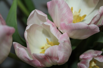 Fototapeta na wymiar Beautiful flowers tulips in a vase on a white background