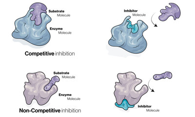 Non Competitive Enzyme Inhibition, Detailed Vector Illustration Explaining Enzyme Kinetics and Biochemistry Concepts on White Background for Scientific Education and Research.