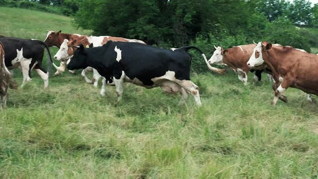 Camera following the herd of many cows running across the green grass field, rural farm scene