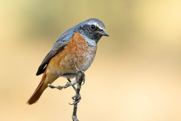 Common redstart, Phoenicurus phoenicurus, perched on a branch