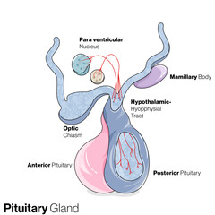 An Informative Vector Illustration Depicting the Intricate Anatomy and Hormonal Significance of the Pituitary Gland for Scientific Insights and Education