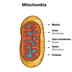 Ultrastructure of mitochondria in white background 